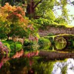 ninfa